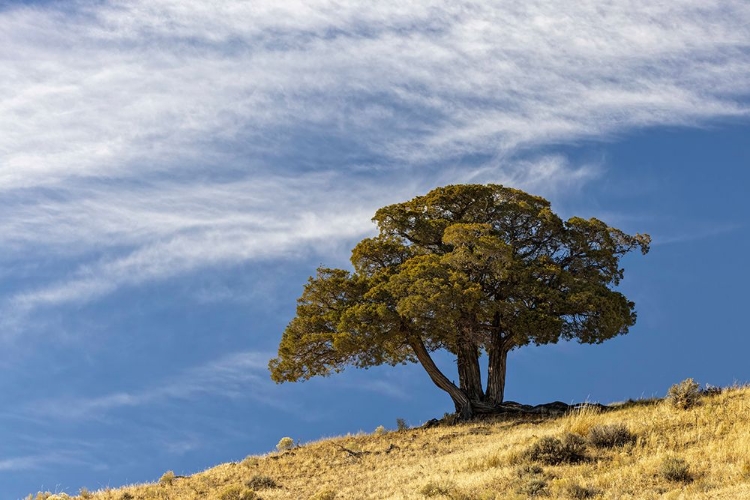 Picture of SINGLE CEDAR TREE ON RIDGE TOP-YELLOWSTONE NATIONAL PARK-WYOMING