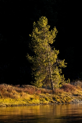 Picture of TREE ON SHORELINE OF SNAKE RIVER AT SUNSET-GRAND TETON NATIONAL PARK-WYOMING