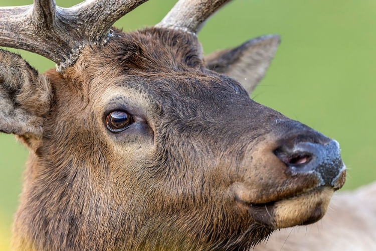 Picture of BULL ELK OR WAPITI-YELLOWSTONE NATIONAL PARK-WYOMING