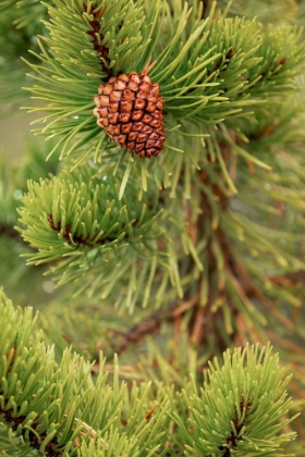 Picture of LODGEPOLE PINE AND PINECONE-YELLOWSTONE NATIONAL PARK-WYOMING