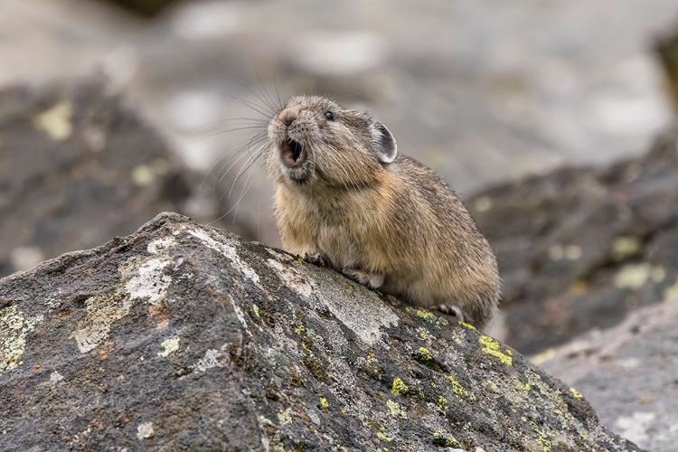 Picture of PIKA-OCHOTONA PRINCEPS-YELLOWSTONE NATIONAL PARK-WYOMING