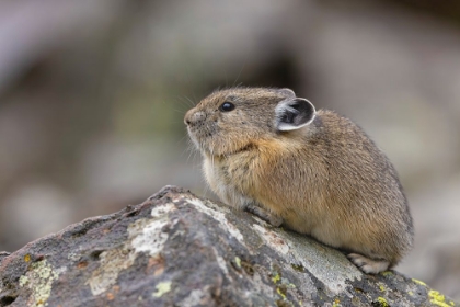 Picture of PIKA-OCHOTONA PRINCEPS-YELLOWSTONE NATIONAL PARK-WYOMING