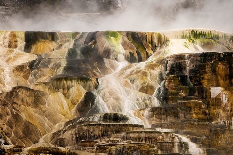 Picture of COLORFUL TRAVERTINE SLOPE WITH YELLOW AND BROWN CYANOBACTERIA-MAMMOTH HOT SPRINGS