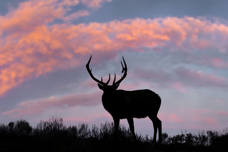 Picture of BULL ELK OR WAPITI SILHOUETTED ON RIDGE TOP-YELLOWSTONE NATIONAL PARK-WYOMING