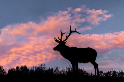 Picture of BULL ELK OR WAPITI SILHOUETTED ON RIDGE TOP-YELLOWSTONE NATIONAL PARK-WYOMING