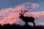 Picture of BULL ELK OR WAPITI SILHOUETTED ON RIDGE TOP-YELLOWSTONE NATIONAL PARK-WYOMING