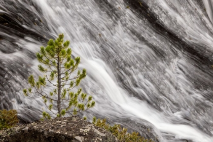 Picture of SMALL PINE TREE AND GIBBON FALLS-YELLOWSTONE NATIONAL PARK-WYOMING
