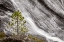 Picture of SMALL PINE TREE AND GIBBON FALLS-YELLOWSTONE NATIONAL PARK-WYOMING