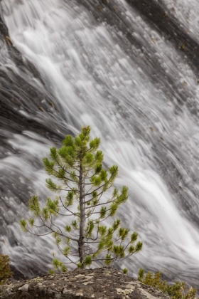Picture of SMALL PINE TREE AND GIBBON FALLS-YELLOWSTONE NATIONAL PARK-WYOMING