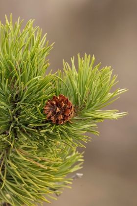 Picture of LODGEPOLE PINE AND PINECONE-YELLOWSTONE NATIONAL PARK-WYOMING