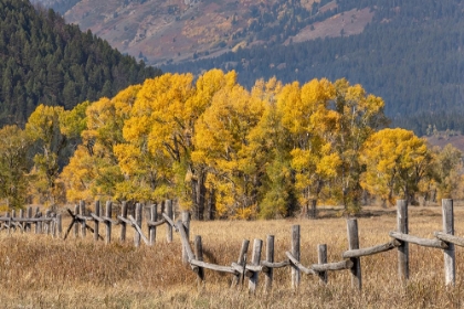 Picture of COTTONWOOD TREES AND FENCE IN FALL AND TETON RANGE-GRAND TETON NATIONAL PARK-WYOMING