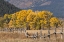 Picture of COTTONWOOD TREES AND FENCE IN FALL AND TETON RANGE-GRAND TETON NATIONAL PARK-WYOMING