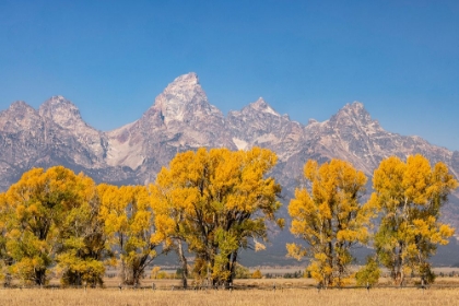 Picture of COTTONWOOD TREES IN FALL AND TETON RANGE-GRAND TETON NATIONAL PARK-WYOMING