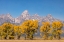 Picture of COTTONWOOD TREES IN FALL AND TETON RANGE-GRAND TETON NATIONAL PARK-WYOMING