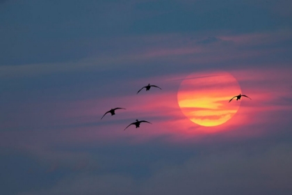 Picture of CANADA GEESE SILHOUETTED FLYING AT SUNSET-GRAND TETON NATIONAL PARK-WYOMING