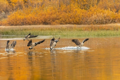 Picture of CANADA GEESE LANDING AND REFLECTION ON WATER-GRAND TETON NATIONAL PARK-WYOMING