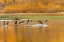 Picture of CANADA GEESE LANDING AND REFLECTION ON WATER-GRAND TETON NATIONAL PARK-WYOMING