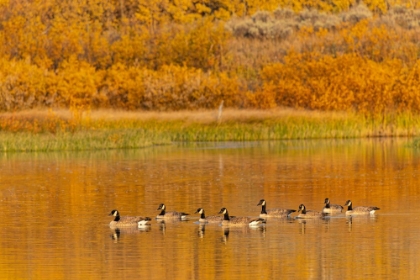 Picture of CANADA GEESE AND REFLECTION ON WATER-GRAND TETON NATIONAL PARK-WYOMING