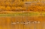 Picture of CANADA GEESE AND REFLECTION ON WATER-GRAND TETON NATIONAL PARK-WYOMING