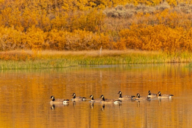 Picture of CANADA GEESE AND REFLECTION ON WATER-GRAND TETON NATIONAL PARK-WYOMING