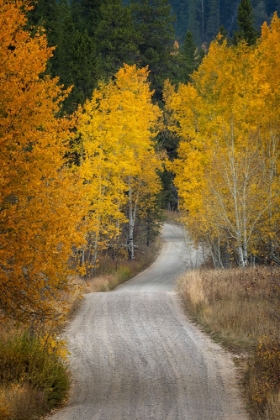 Picture of GRAVEL BACKROAD AND AUTUMN ASPEN TREES-GRAND TETON NATIONAL PARK-WYOMING