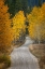 Picture of GRAVEL BACKROAD AND AUTUMN ASPEN TREES-GRAND TETON NATIONAL PARK-WYOMING