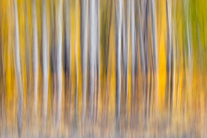 Picture of ABSTRACT MOTION BLUR ON GROVE OF ASPEN TREES-GRAND TETON NATIONAL PARK-WYOMING