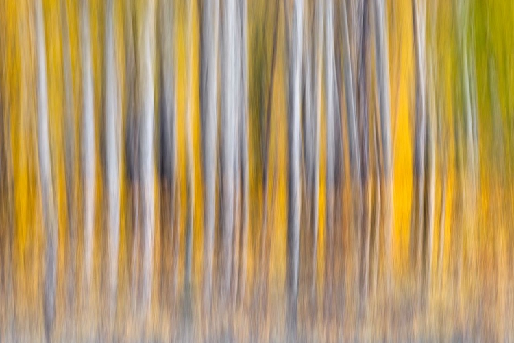 Picture of ABSTRACT MOTION BLUR ON GROVE OF ASPEN TREES-GRAND TETON NATIONAL PARK-WYOMING