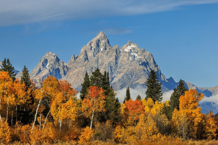 Picture of GOLDEN ASPEN TREES AND CATHEDRAL GROUP-GRAND TETON NATIONAL PARK-WYOMING