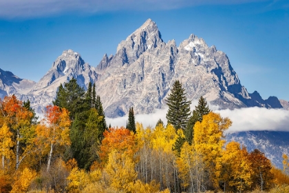 Picture of GOLDEN ASPEN TREES AND CATHEDRAL GROUP-GRAND TETON NATIONAL PARK-WYOMING