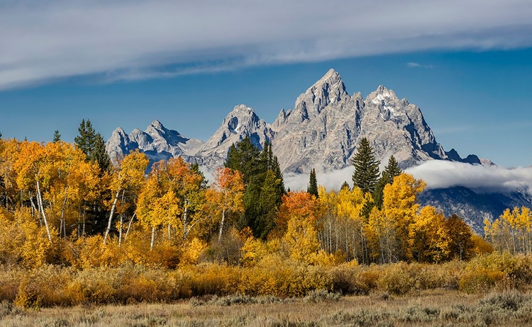 Picture of GOLDEN ASPEN TREES AND CATHEDRAL GROUP-GRAND TETON NATIONAL PARK-WYOMING