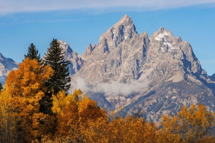 Picture of GOLDEN ASPEN TREES AND CATHEDRAL GROUP-GRAND TETON NATIONAL PARK-WYOMING