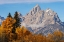 Picture of GOLDEN ASPEN TREES AND CATHEDRAL GROUP-GRAND TETON NATIONAL PARK-WYOMING