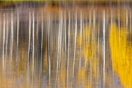 Picture of AUTUMN ASPENS ABSTRACT REFLECTION AT OXBOW BEND-GRAND TETON NATIONAL PARK-WYOMING