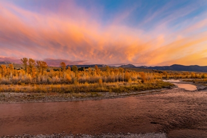Picture of GOLDEN COTTONWOOD AND ASPEN TREES AT SUNSET GROS VENTRE RIVER-GRAND TETON NATIONAL PARK-WYOMING