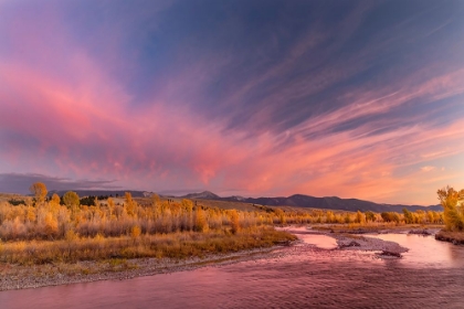 Picture of GOLDEN COTTONWOOD AND ASPEN TREES AT SUNSET GROS VENTRE RIVER-GRAND TETON NATIONAL PARK-WYOMING