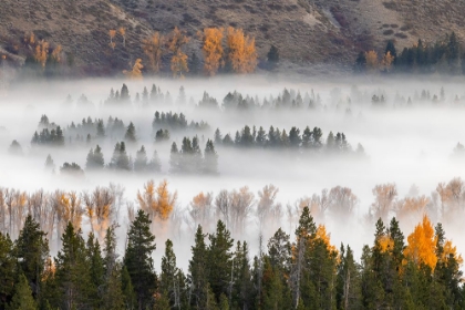 Picture of ELEVATED VIEW OF ASPEN AND COTTONWOOD TREES MIST ALONG SNAKE RIVER-GRAND TETON NATIONAL PARK-WYOMING