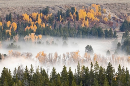 Picture of ELEVATED VIEW OF ASPEN AND COTTONWOOD TREES MIST ALONG SNAKE RIVER-GRAND TETON NATIONAL PARK-WYOMING