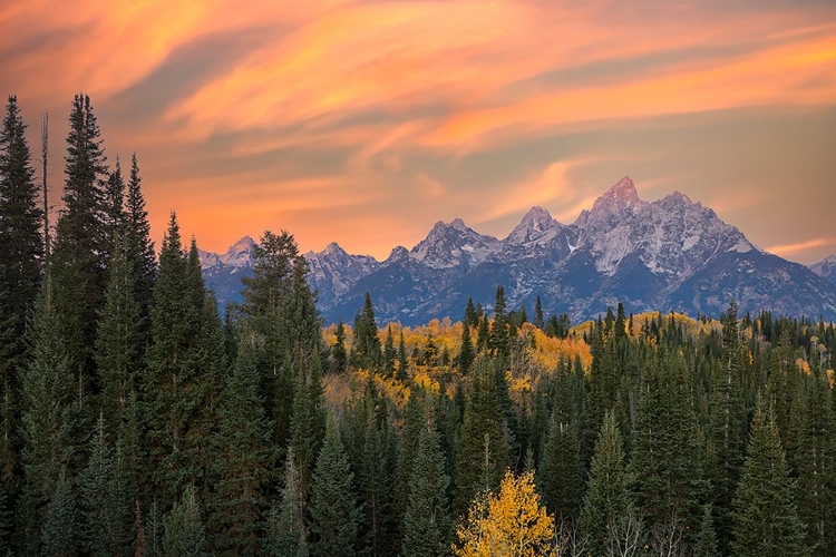 Picture of GOLDEN ASPEN TREES AND TETON RANGE IN EARLY MORNING-GRAND TETON NATIONAL PARK-WYOMING