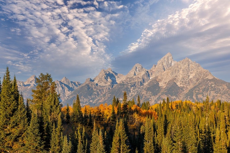 Picture of GOLDEN ASPEN TREES AND TETON RANGE IN EARLY MORNING-GRAND TETON NATIONAL PARK-WYOMING