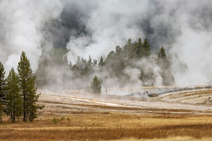Picture of GRASSES AND MIST IN AUTUMN MEADOW-UPPER GEYSER BASIN-YELLOWSTONE NATIONAL PARK-WYOMING