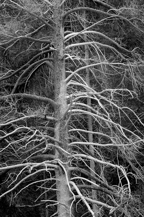 Picture of SILICIFIED (CALCIFIED) TREE-UPPER GEYSER BASIN-YELLOWSTONE NATIONAL PARK-WYOMING