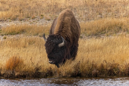 Picture of AMERICAN BISON YELLOWSTONE NATIONAL PARK-WYOMING