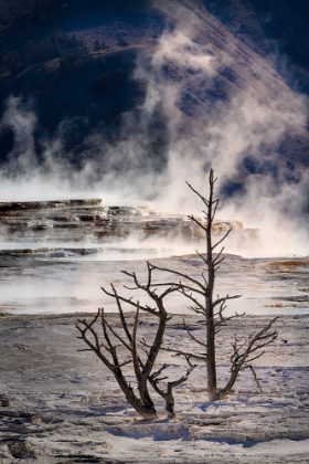 Picture of DEAD CALCIFIED TREES AND COLORFUL YELLOW AND BROWN OF THE CYANOBACTERIA LIVING IN CANARY SPRINGS