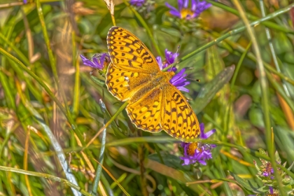 Picture of USA-WYOMING-LARAMIE ZERENE FRITILLARY CLOSE-UP