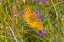 Picture of USA-WYOMING-LARAMIE ZERENE FRITILLARY CLOSE-UP