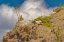 Picture of USA-WYOMING-SNOWY RANGE STRUGGLING PINE TREES GROWING FROM ROCK