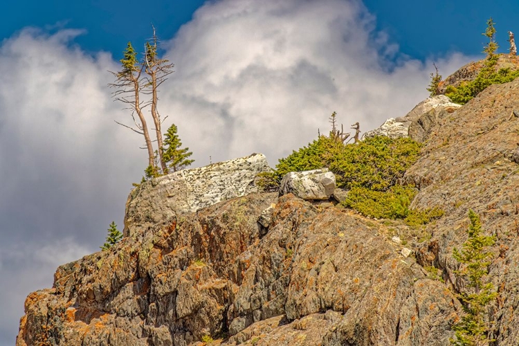 Picture of USA-WYOMING-SNOWY RANGE STRUGGLING PINE TREES GROWING FROM ROCK