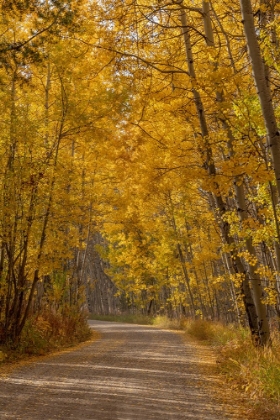 Picture of USA-WYOMING-GRAND TETON NATIONAL PARK ROAD THROUGH FALL ASPEN TREES