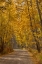 Picture of USA-WYOMING-GRAND TETON NATIONAL PARK ROAD THROUGH FALL ASPEN TREES